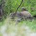 Forrest Kruger Photo 10