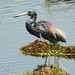 Sandra Heron Photo 20