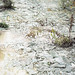 Jessica Inglis Photo 15