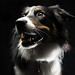 Chad Collie Photo 9