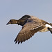 Brant Gilbert Photo 9