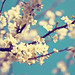 Blossom Robinson Photo 2