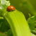 Joy Fredericks Photo 9