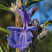 Rosemary Sharp Photo 9