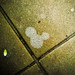 Mark Mickey Photo 4