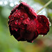Francis Rose Photo 18