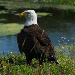 Susan Harkins Photo 40