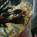 Jill Peterson Photo 10