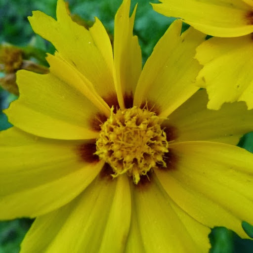 Terrie Schultz Photo 6