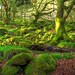 Dawn Wood Photo 34