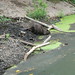 Virginia Beaver Photo 21