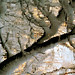 Neil Gold Photo 10