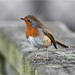Robin Barnes Photo 29