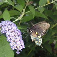 Nancy Schmitt Photo 21