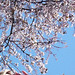 Gladys Cherry Photo 13