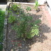 Helen Rose Photo 24