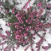 Heather Snow Photo 16