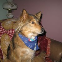 Reggie Steele Photo 5