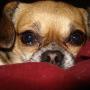 Nancy Trimble Photo 26