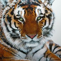 Russell Griffiths Photo 24