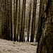 Norman Thoms Photo 10