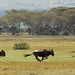 Kenya White Photo 11