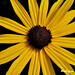 Susan Bruns Photo 30