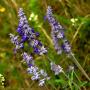 Robin Haney Photo 23