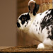 Samantha Hall Photo 42