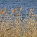 Virginia Reed Photo 19