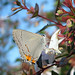 Virginia Gray Photo 6