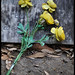 Bryan Dutton Photo 28