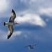 Richard Rondeau Photo 6