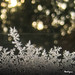 Jack Lacy Photo 20