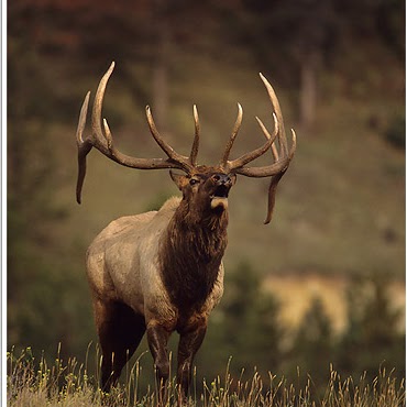 Ronnie Carrillo Photo 22
