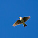 William Lark Photo 15