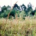Lang Vang Photo 16