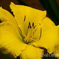 Dena Jacobs Photo 20