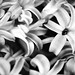 Lillie Word Photo 5