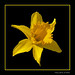 William Blume Photo 29