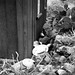 Randall Wolfe Photo 27