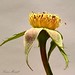 Susan Rose Photo 17