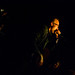 Mark Schaeffer Photo 43