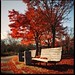 T Maple Photo 6