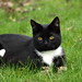 Lisa Green Photo 19