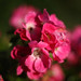 Rose Buck Photo 18