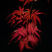 Mark Hobson Photo 28