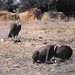 Kevin Carter Photo 48