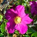 Rosa Roman Photo 16