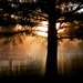 David Grass Photo 5